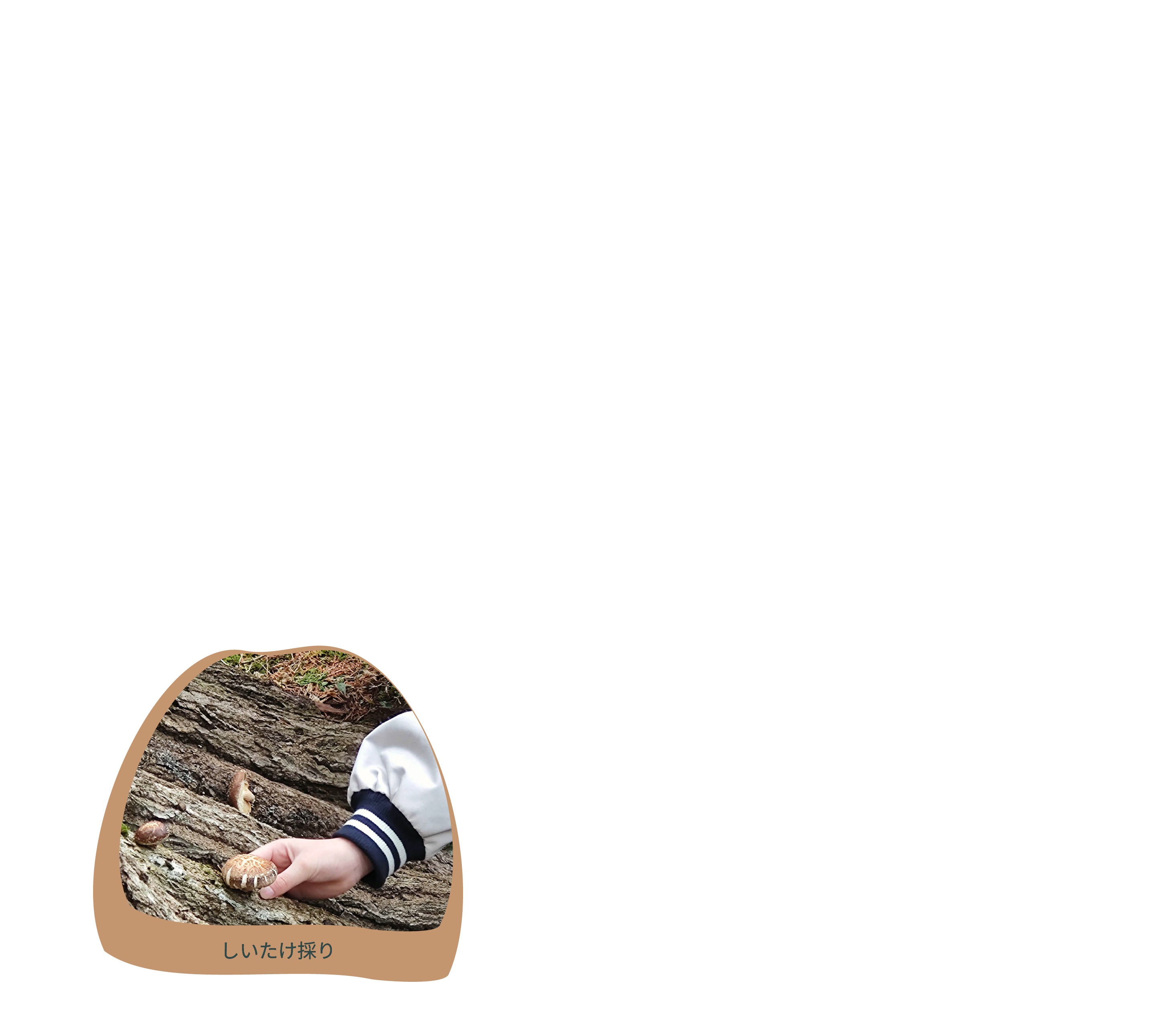 できること_しいたけ収穫